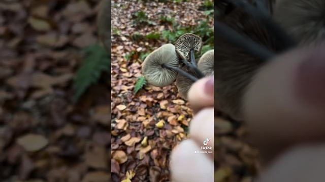 Чесночник обыкновенный гриб специя смотреть онлайн