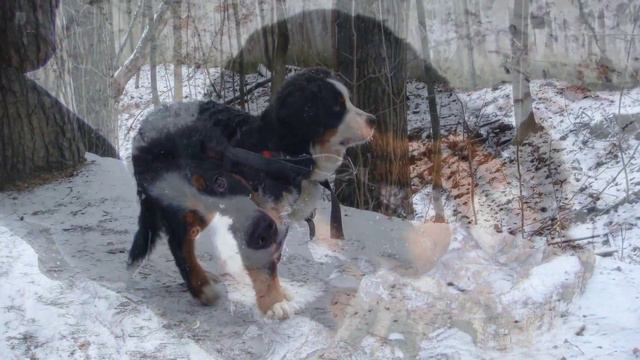 Первый снег