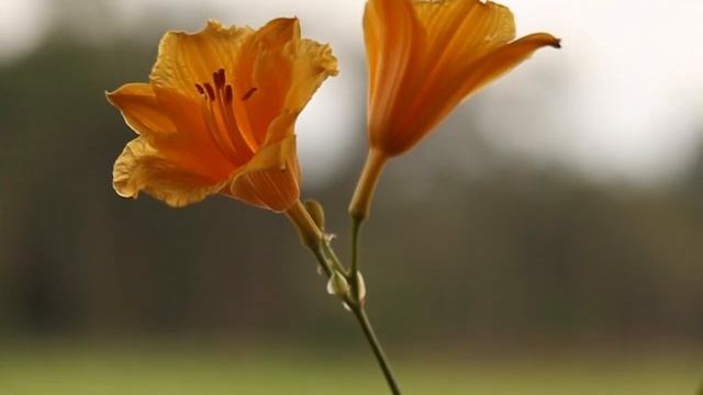 Grow Beautiful Stella de Oro Daylilies смотреть онлайн