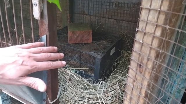 как посадить несушку на яйца правильно смотреть онлайн