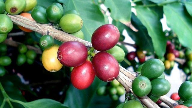 Как Выращивать Кофейное Дерево из зерна дома смотреть онлайн