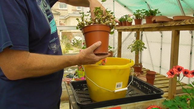 Pruning Roots Hard Back смотреть онлайн