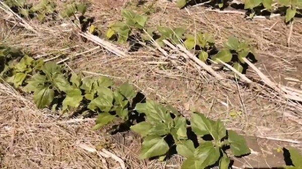 Гибрид Марица по нолю