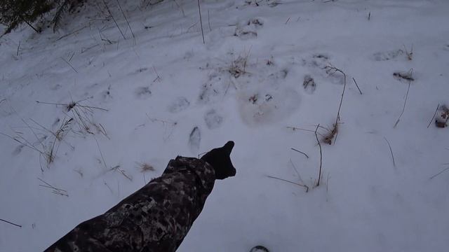 Жесть! ВОЛКИ ПРИШЛИ ПРЯМО В ЖИЛУЮ ДЕРЕВНЮ!!! Охота 2021. смотреть онлайн