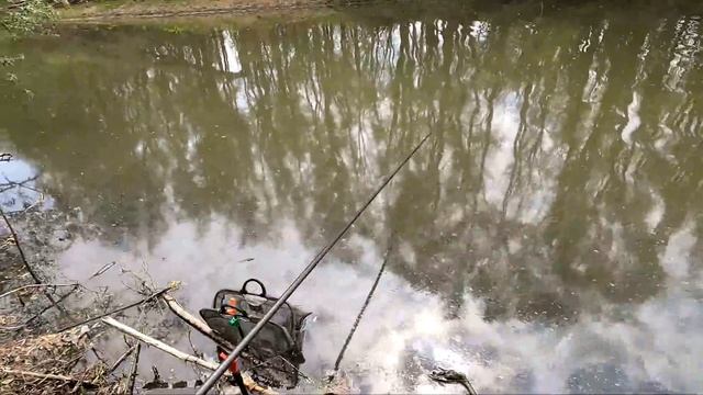 Закинул поплавок в затопленный лес! ОНО клюёт СРАЗУ! Это карась? смотреть онлайн