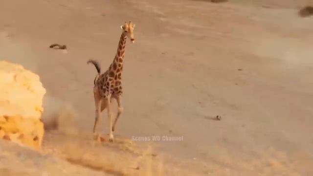 Big Fight Between Tiger and King Gorilla, Tiger Fell Into Tragedy - Wild Animal Attacks 2023 смотреть онлайн