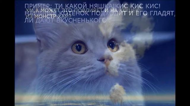 Почему кошки отзываются на кис кис кис смотреть онлайн