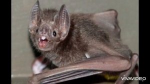 Как пищат летучие мыши? Звук летучей мыши. | Sound bat, voice bat