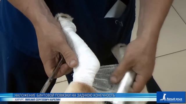 Наложение бинтовой повязки на заднюю конечность смотреть онлайн