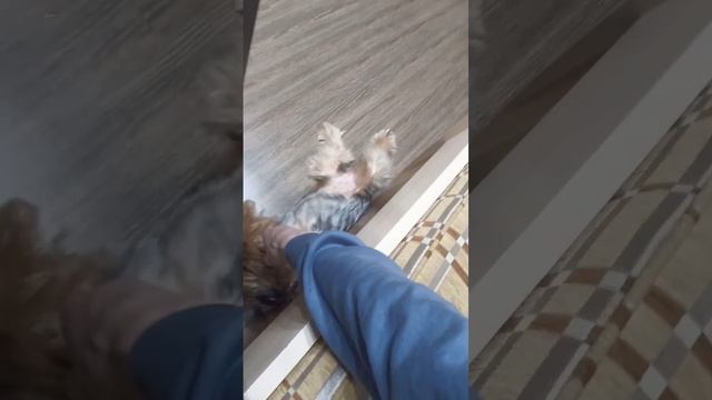 Можно ли кормить собаку со стола? (расскажу, как отучил его гавкать в следующем видео) #черчилль