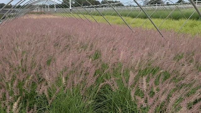 Pennisetum 'Karley Rose' // Lovely?Ornamental Grass - Silky, Swaying Rose-purple Flower Plumes! смотреть онлайн