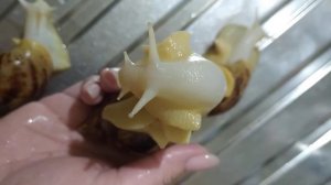 УЛИТКИ ахатины/Уход за ахатинами/Улитки растут/Видео об улитках