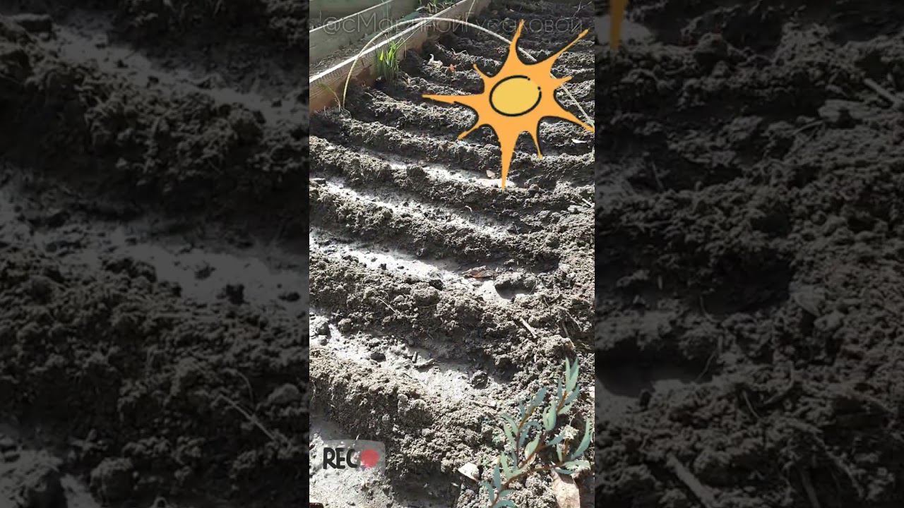 Первые посевы семян в ОТКРЫТЫЙ ГРУНТ ЛАЙФХАК для посева 28 марта #огород #посевсемян #лайфхаки смотреть онлайн