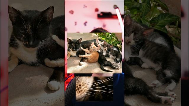 Зачем кошки откусывают усы своим котятам смотреть онлайн