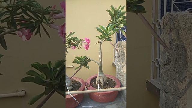 Grafted adenium sell .Plzzz contact 9641312830 смотреть онлайн