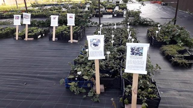 САЖЕНЦЫ - реализация в частном питомнике Ягодном подворье смотреть онлайн