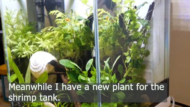How to glue aquatic plants to wood and rock for your aquarium смотреть онлайн