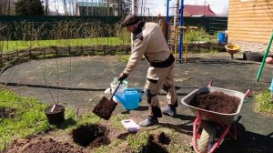 Посадил СЛИВОВО - ВИШНЁВЫЙ ГИБРИД! Результат УДИВИЛ! Посадка и уход за СВГ!