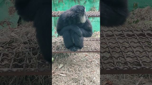 Чудо-гиббон чернорукий смотреть онлайн