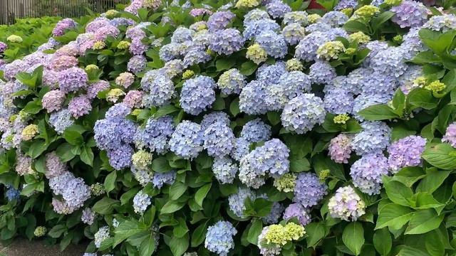 HYDRANGEAS FLOWER / AJISAI IN JAPAN смотреть онлайн