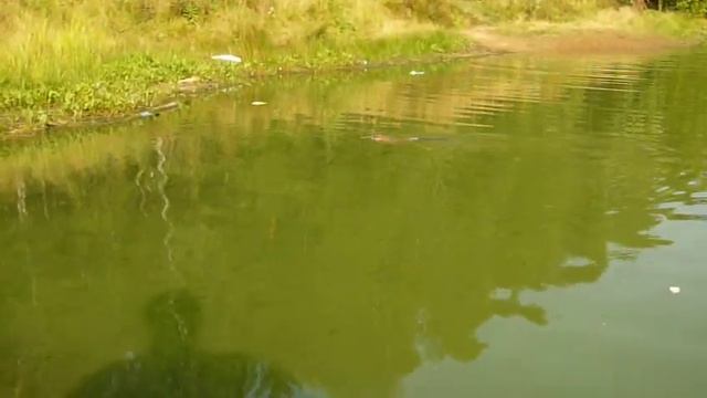 Водяная крыска. смотреть онлайн