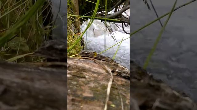 Кичи орукту форель смотреть онлайн