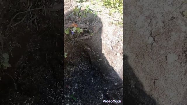 Как правильно посадить саженцы винограда. смотреть онлайн