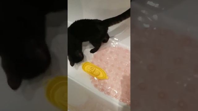 Как правильно помыть кота. смотреть онлайн