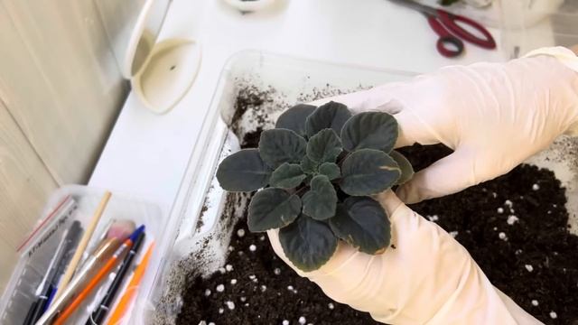 Отправки, новая посылка С Пеларгониями. Фиалки переукоренение смотреть онлайн