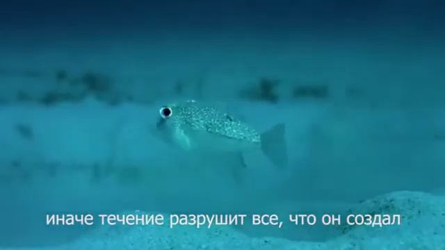 Рыба иглобрюх. Удивительное создание природы.