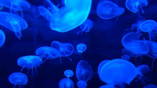 Жизнь без любви - все равно, что сказка без счастливого конца... смотреть онлайн