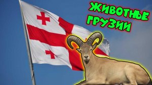Животные Грузии