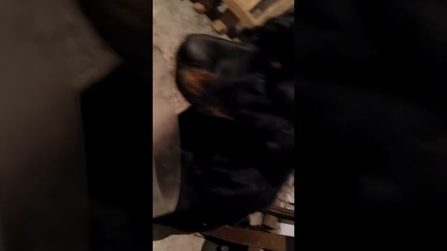Ротвейлер и мышь смотреть онлайн