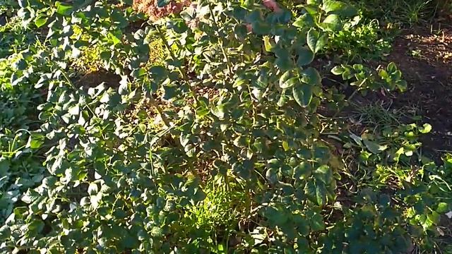 Роза Артемис. Цветение в октябре. смотреть онлайн