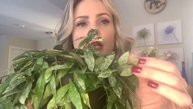 Hoya Lacunosa // Houseplant Care // Propagation // Blooms ?