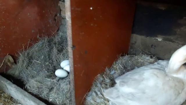 Гусыня высиживает яйца смотреть онлайн