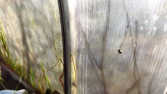 Промывка теплицы смотреть онлайн