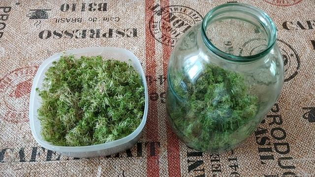 Как выращивать мох сфагнум в домашних условиях смотреть онлайн