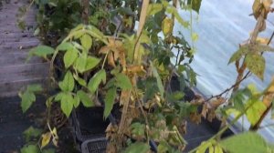 Ежевика Карака блэк - выращивание в контейнерах в теплице