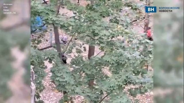 В Воронеже мужчина натравливает собаку на других питомцев смотреть онлайн