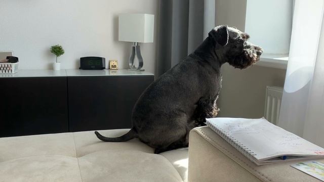 Цвергшнауцер