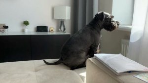 Цвергшнауцер