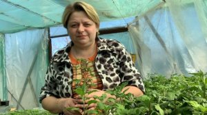 Как вырастить здоровые и крепкие черенки хризантем