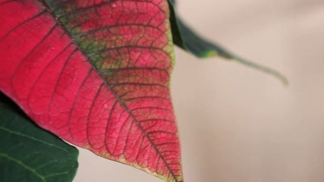 Canon 600D Video Test 18-55mm Kit Lens смотреть онлайн