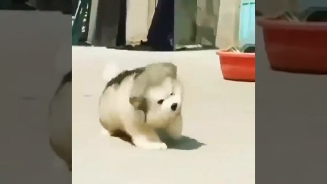 Пушистый хаска смотреть онлайн