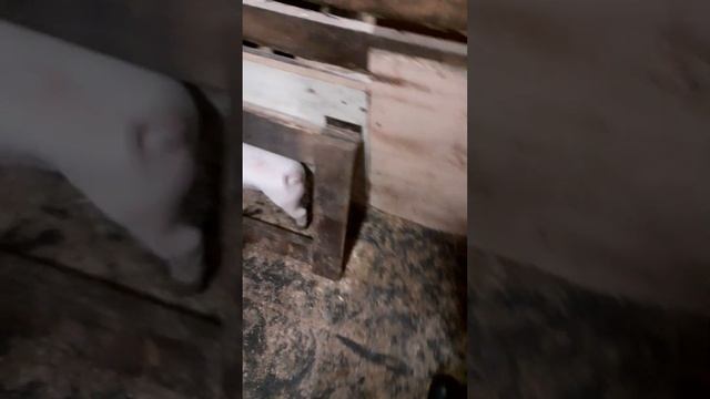 Ограждение.Лампа ИК. Поросятам 20 дней. смотреть онлайн