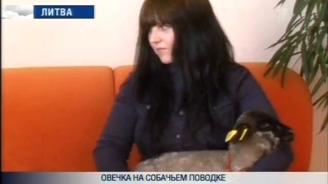 овечка Луна 21 3 2014 смотреть онлайн