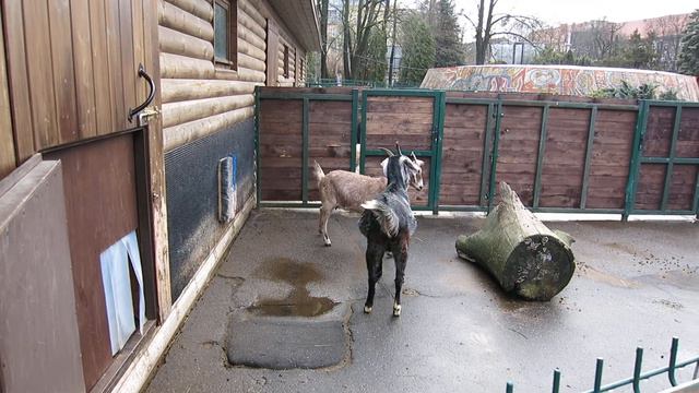 03.01.2022. Россия. Кёнигсберг. Козлы дерутся. Часть 1 смотреть онлайн