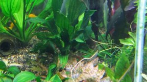 Аквариум 600 литров. Эхинодорусы.  Дикари. Коллекционные. Мы в гостях у Эхинодорусов Часть 3