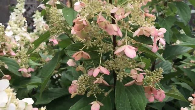 Plant Review: Hydrangea paniculata ‘Pinky Winky’ смотреть онлайн
